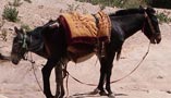 Two headed donkey