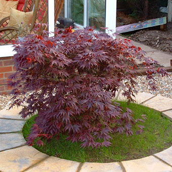 The acer outside the conservatory
