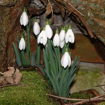 Snowdrops