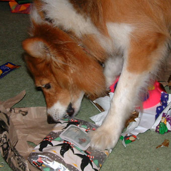 Mica loved to open presents!