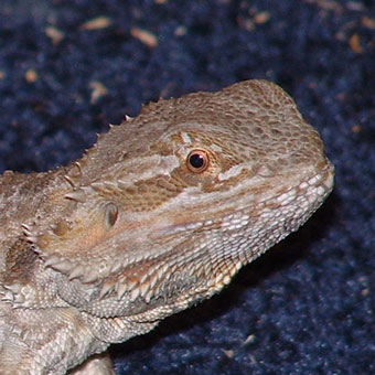 Bearded Dragon - Kenwood