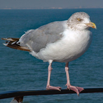 Seagull