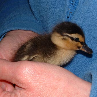 A Rake School duck