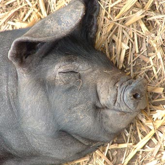 Liz loves pigs!