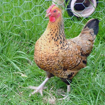 A chicken - but you knew that!