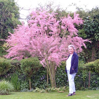 Bobs in Beryl's garden