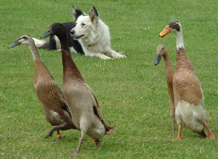 He did a good job of getting them across a bridge and into a pen<