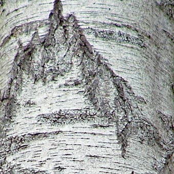 Marks on a Silver Birch!