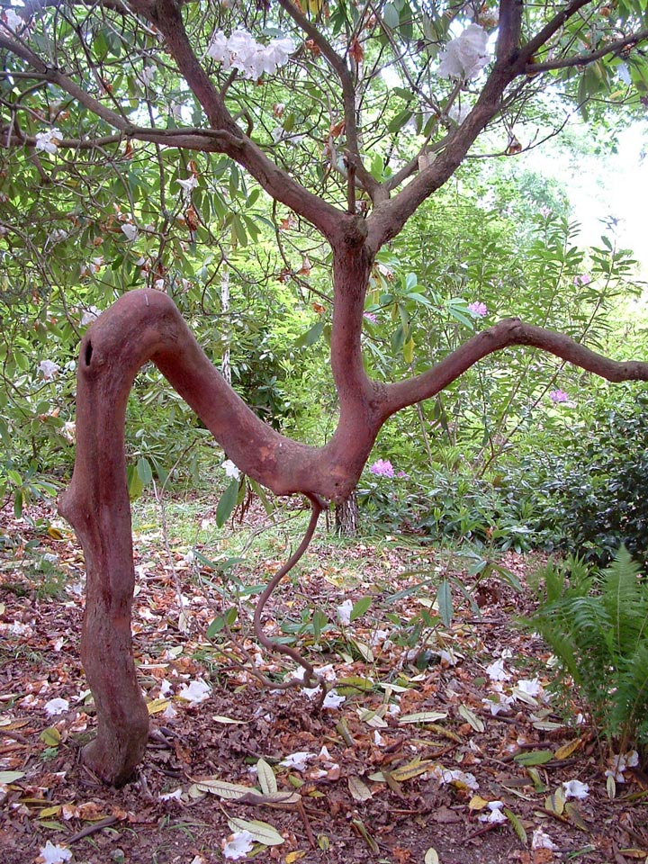 A weird shaped tree