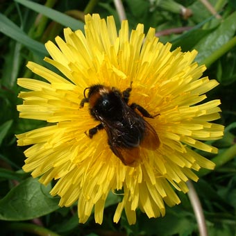 A bee on a dandelion flower