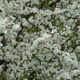 How appropriate - May blossom