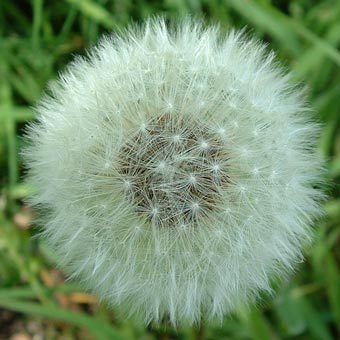 A dandelion clock