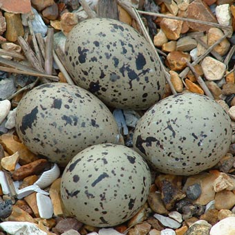 Oyster Catcher eggs - well camouflaged