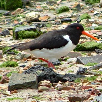 An oyster-catcher