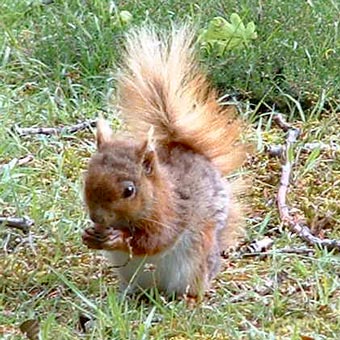 There are lots of red squirrels on Brownsea Island
