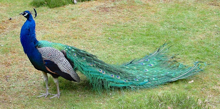 There are peacocks on Browsea Island too