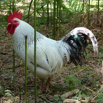 And a rather nice cockeral!