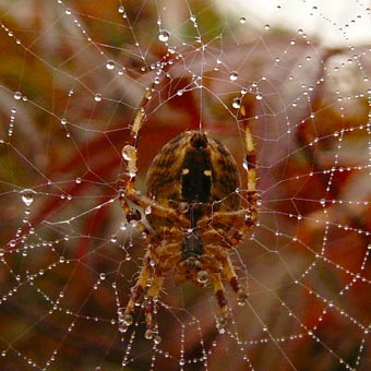 Spider!
