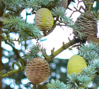 Very Christmassy - cones on a fir tree