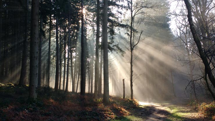 Durford Woods