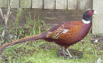 A suprise visitor in our garden!