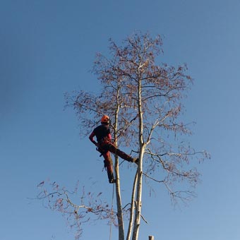 We organised for the tree in our neighbours garden to be trimmed. Although it was in their garden it cast a lot of shade in our garden - and those of our immediate neighbours' gardens