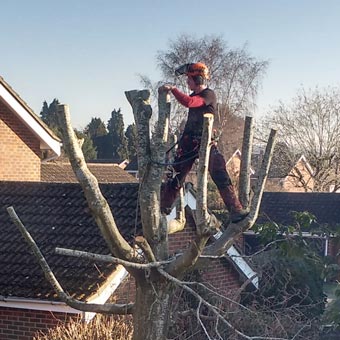 We organised for the tree in our neighbours garden to be trimmed. Although it was in their garden it cast a lot of shade in our garden - and those of our immediate neighbours' gardens