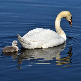 Swan and signet are doing well