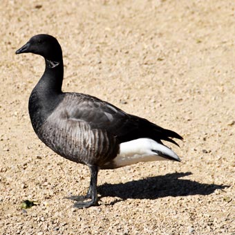A rather strangle-looking Canada goose