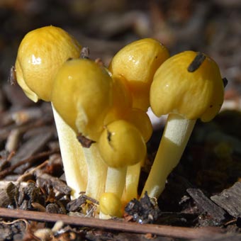 It's unusual to see fungi at this time of year