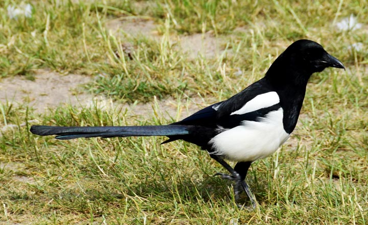 A magpie