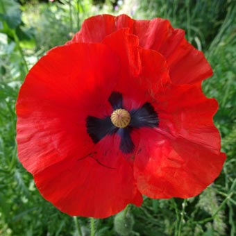 A poppy<