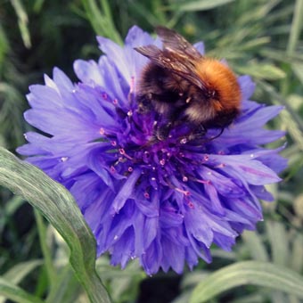 Another busy bee on a cornflower