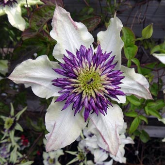 Clematis