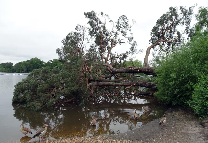 Blown down in a strong wind!