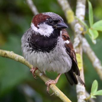 A sparrow
