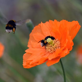 A pair of busy bees!