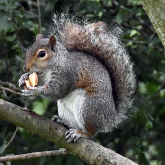 A squirrel enjoys a nut