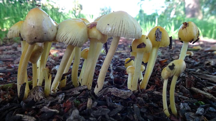 More early fungi