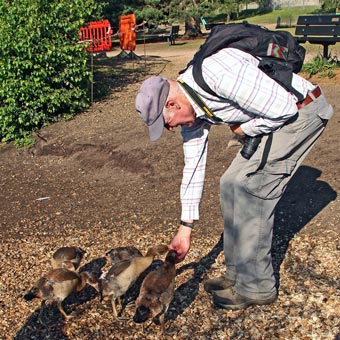 John feeds this year's goslings