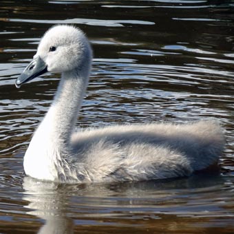 The cygnet grows and grows! The mother swan was attacked by a dog and was sent to a local swan rescue centre for several weeks. Dad did a great job of looking after junior and when the mother returned the family all settled down well