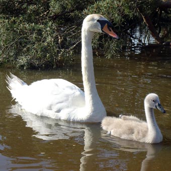 The cygnet grows and grows! The mother swan was attacked by a dog and was sent to a local swan rescue centre for several weeks. Dad did a great job of looking after junior and when the mother returned the family all settled down well