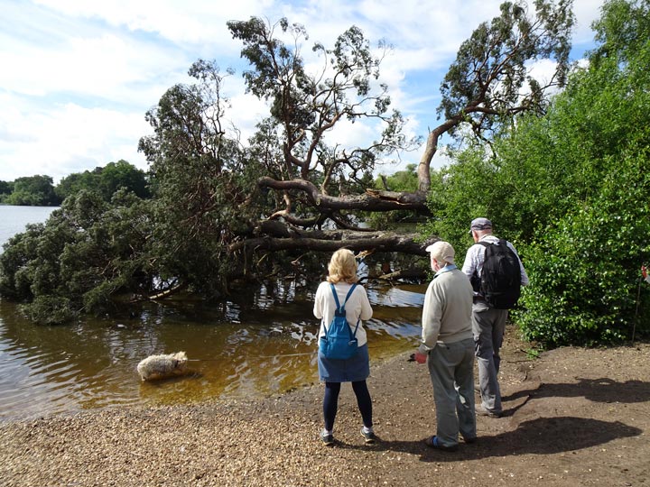 Tricia, Brian and John inspect the fallen tree