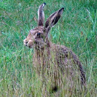 They often have hares in the garden!
