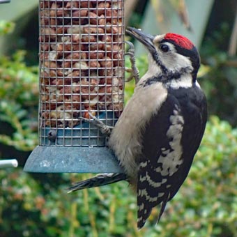 A woodpecker feeding on peanuts in their garden