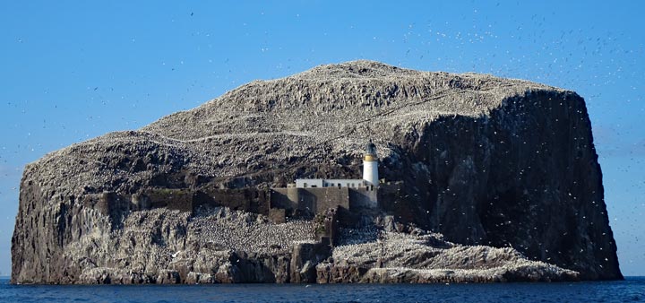 Bass Rock - home to thousands of seabirds