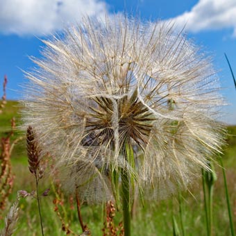 A dandelion seed head
