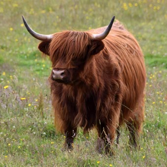 We saw very few Highland Cattle in Scotland - almost all we saw were on Raasay