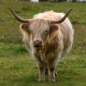 We saw very few Highland Cattle in Scotland - almost all we saw were on Raasay