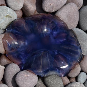 Blue jelly fish